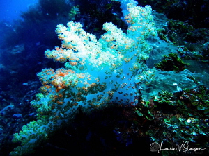 White Soft Coral/Photographed at Wananavu, Fiji by Laurie Slawson 